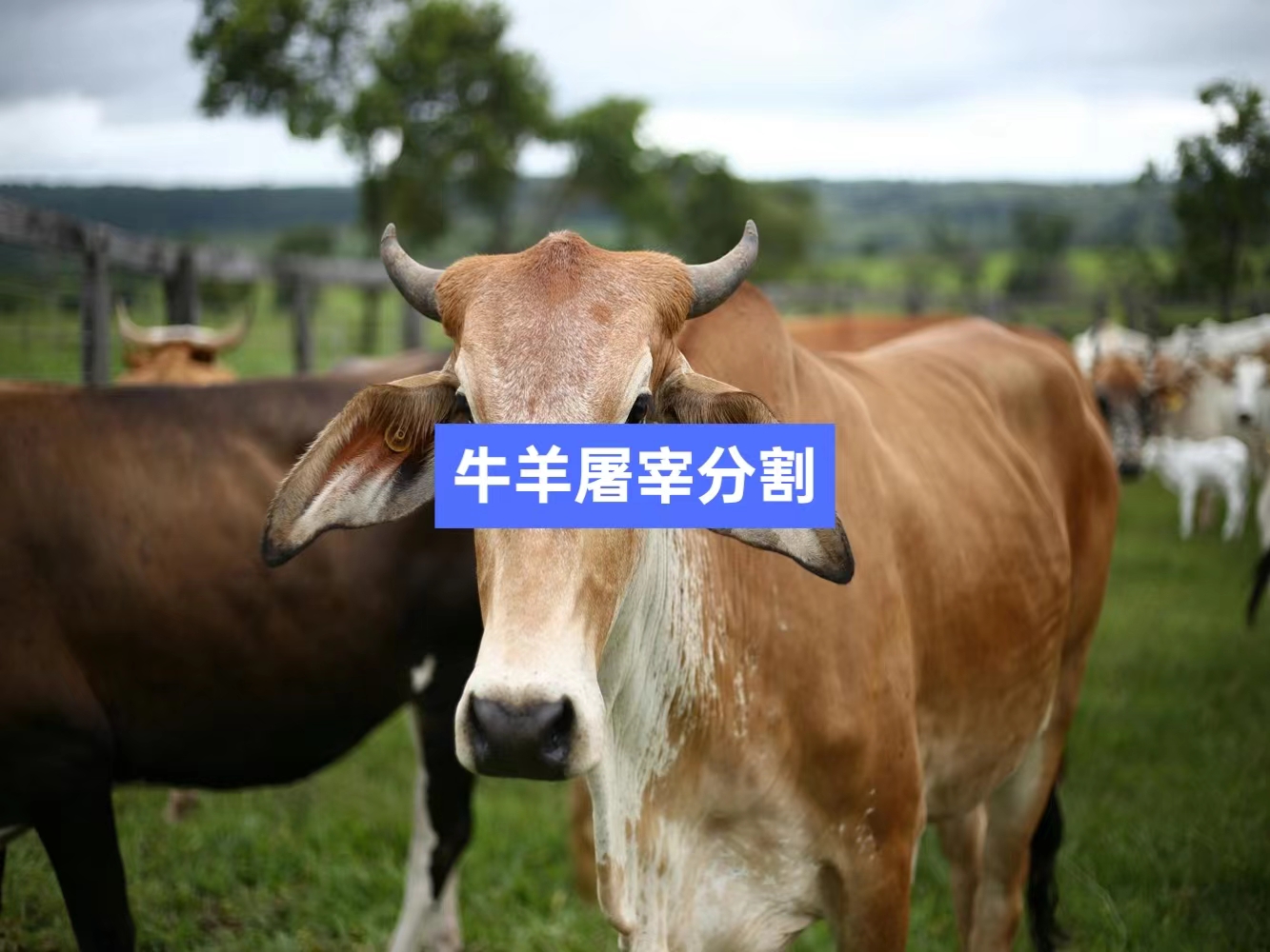牛羊屠宰分割信息化管理軟件系統(tǒng)_肉聯(lián)廠屠宰場管理系統(tǒng)_屠宰追溯管理系統(tǒng)_mes生產(chǎn)管理系統(tǒng)_wms倉儲管理系統(tǒng)